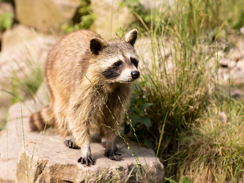 Ein Waschbär aus dem Wildpark Knüll steht auf einem Stein